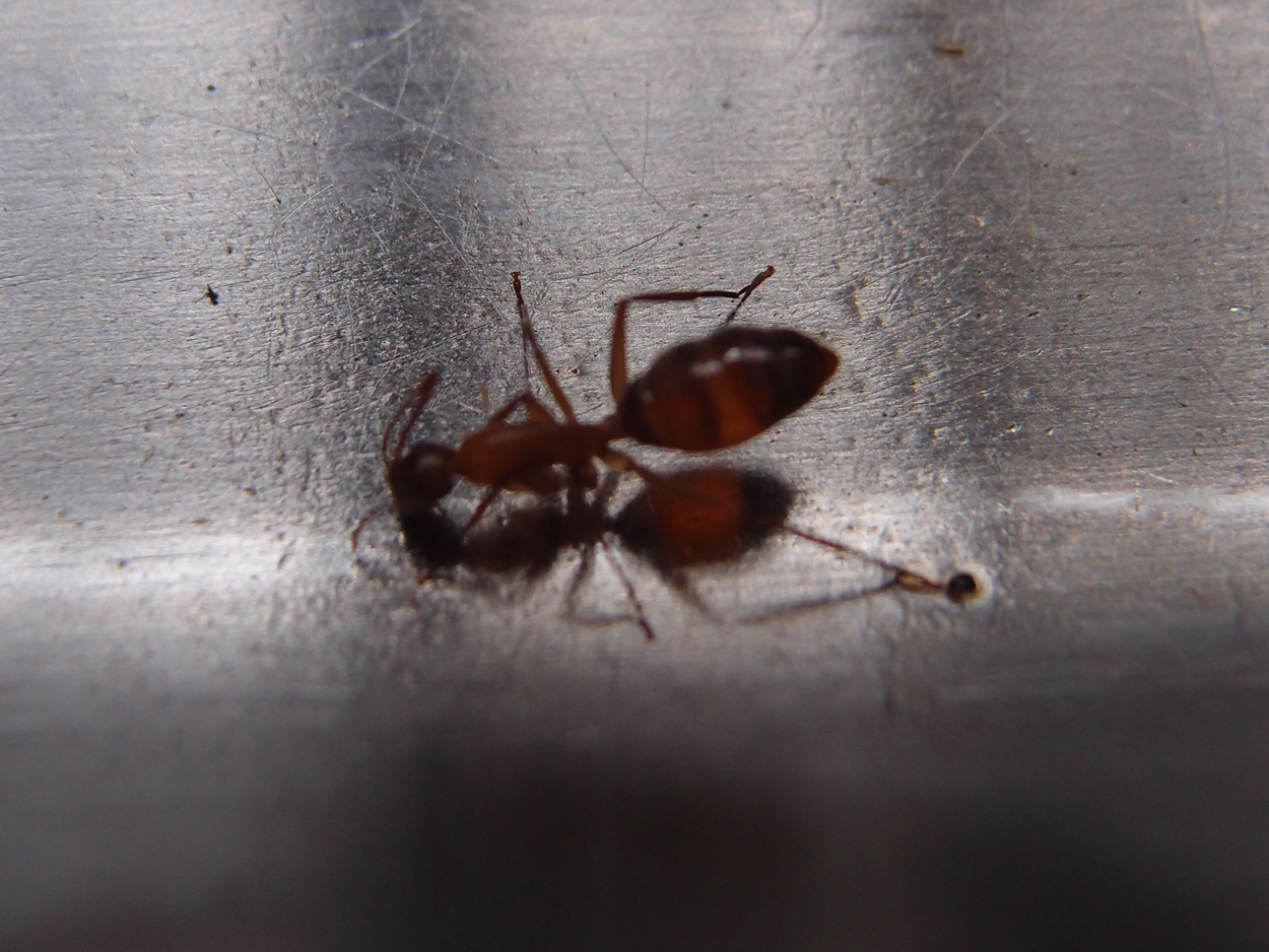 2016-02-22 01 Ameisen auf der Spuele (Video)